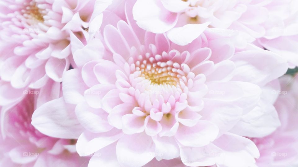 Close up to pink chrysanthemum flower