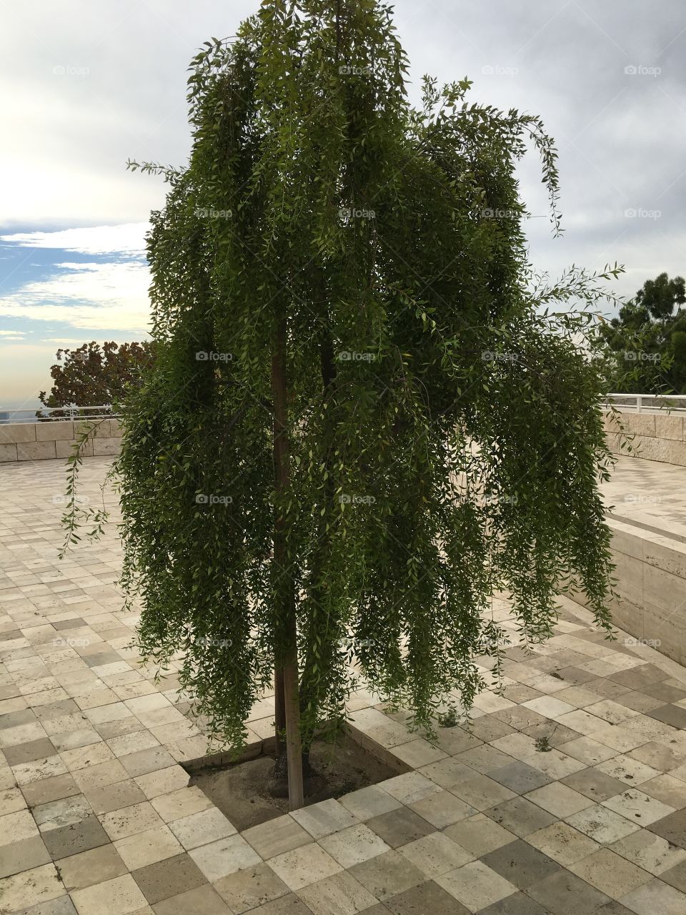 Tree on balcony