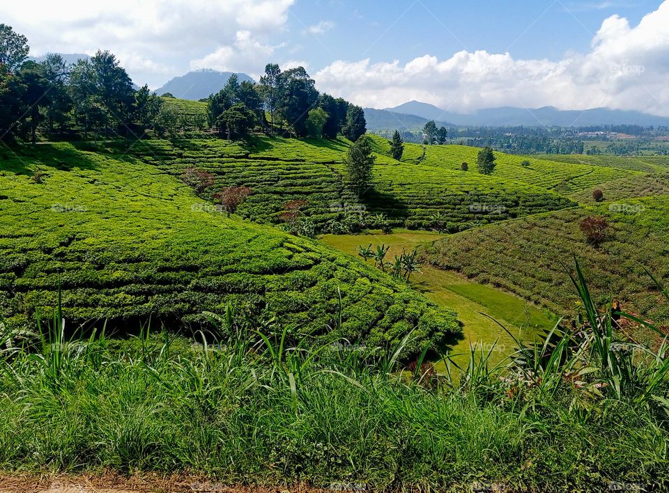 tea plantation