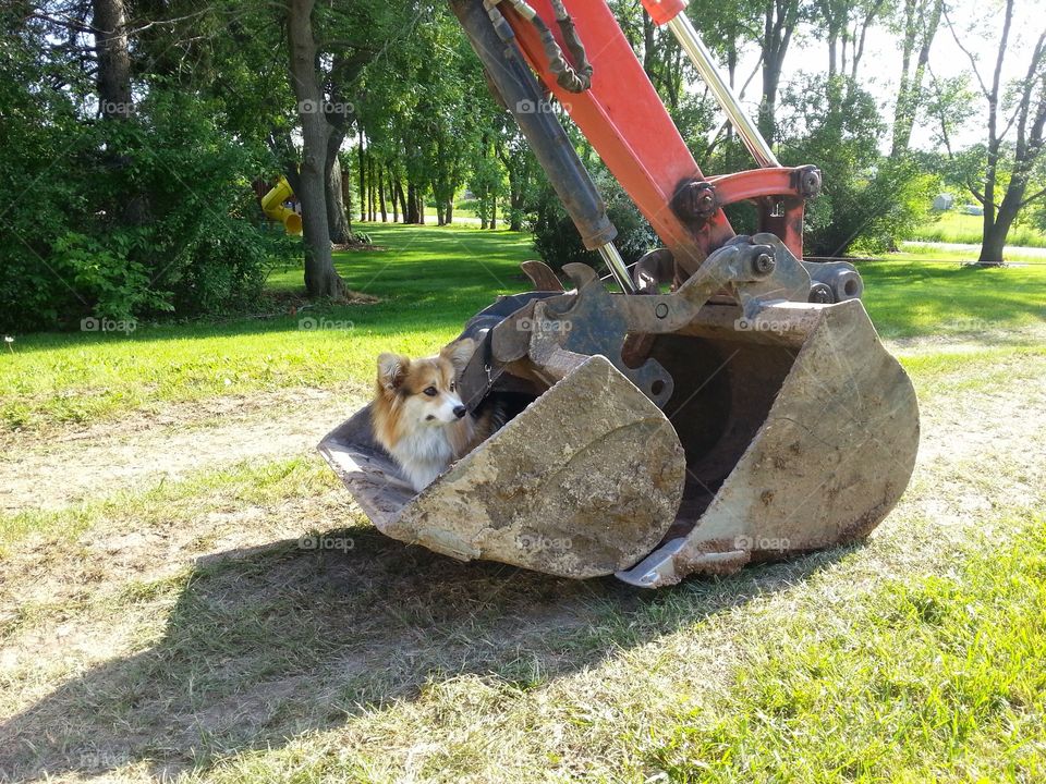 corgi machine