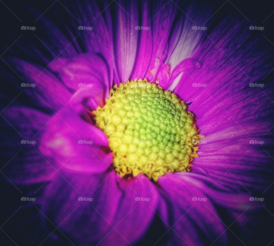 pretty close up flower