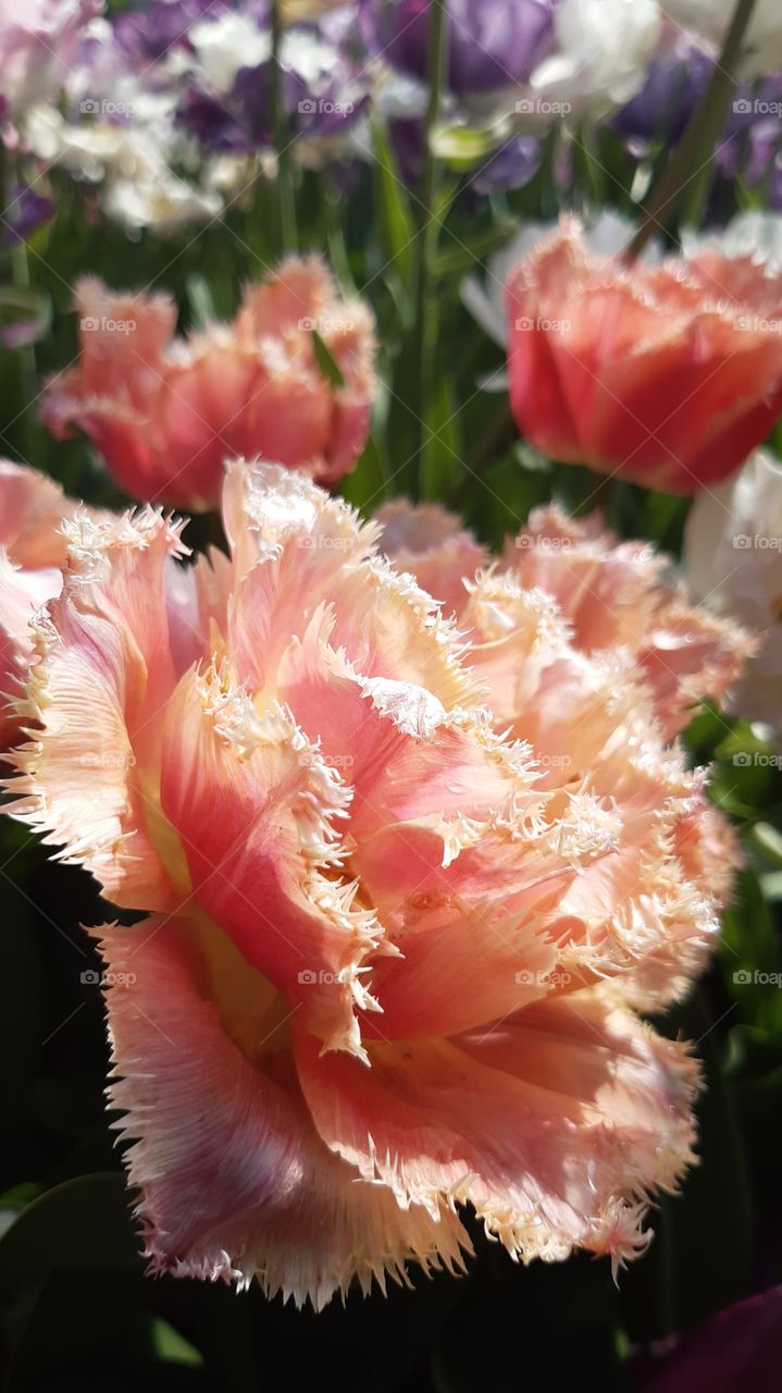 tulips