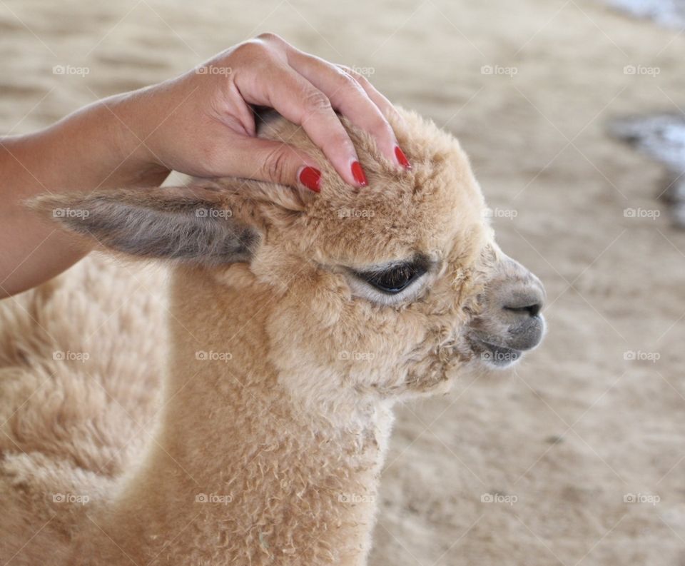 Baby alpaca 