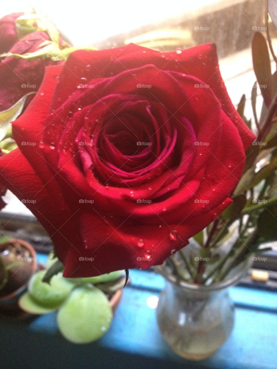 Bright red rose 