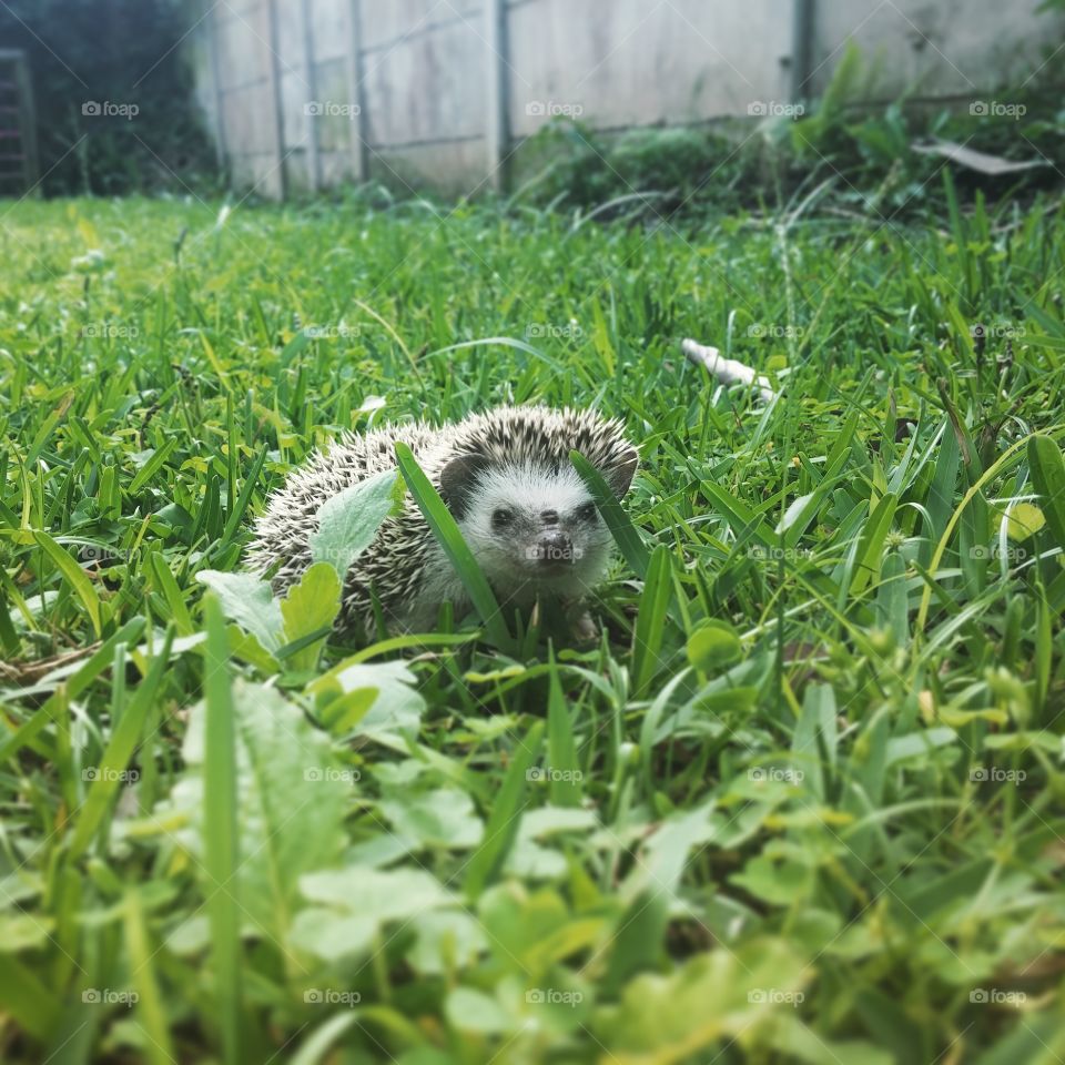 Cute hedgehog in grass