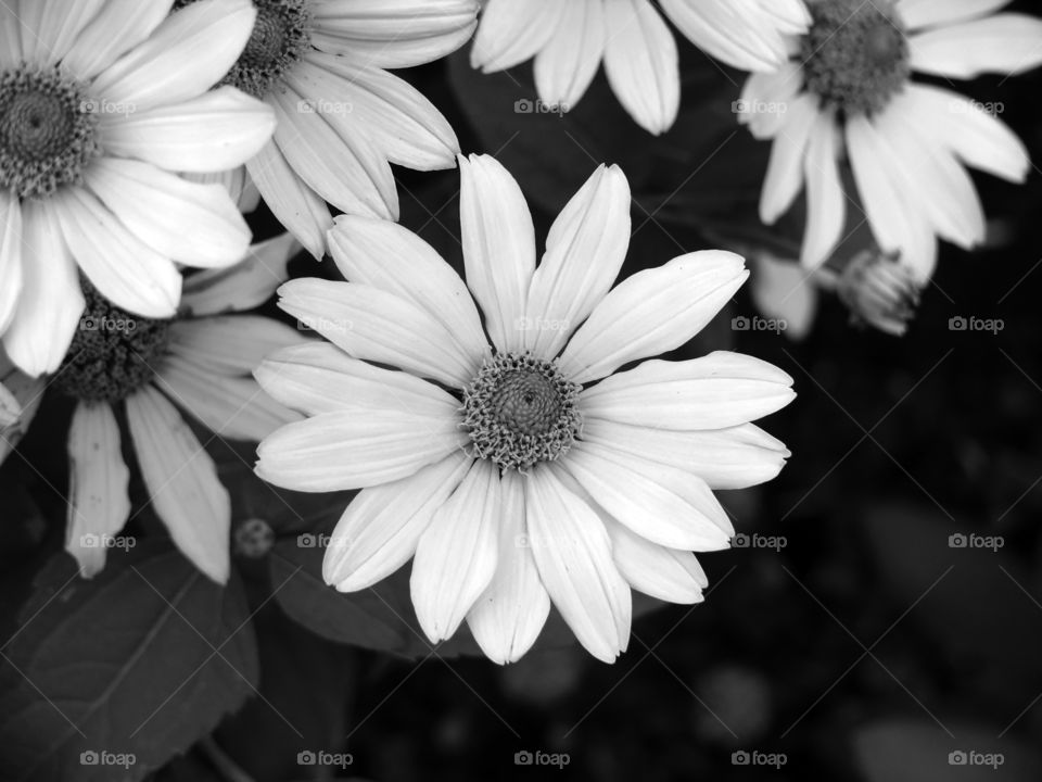 Black and white close-up of flowers in Berlin, Germany.