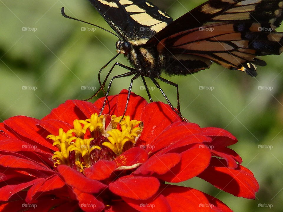 Butterfly legs on top of gorgeous zinnia 
