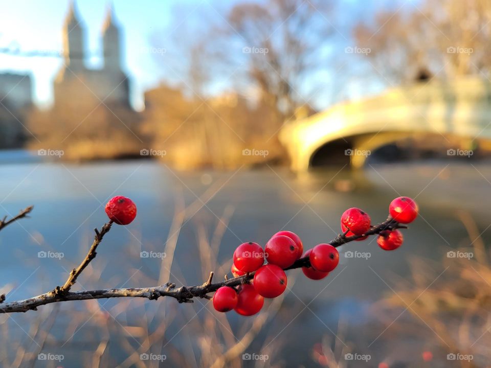 Bow Bridge Central Park
