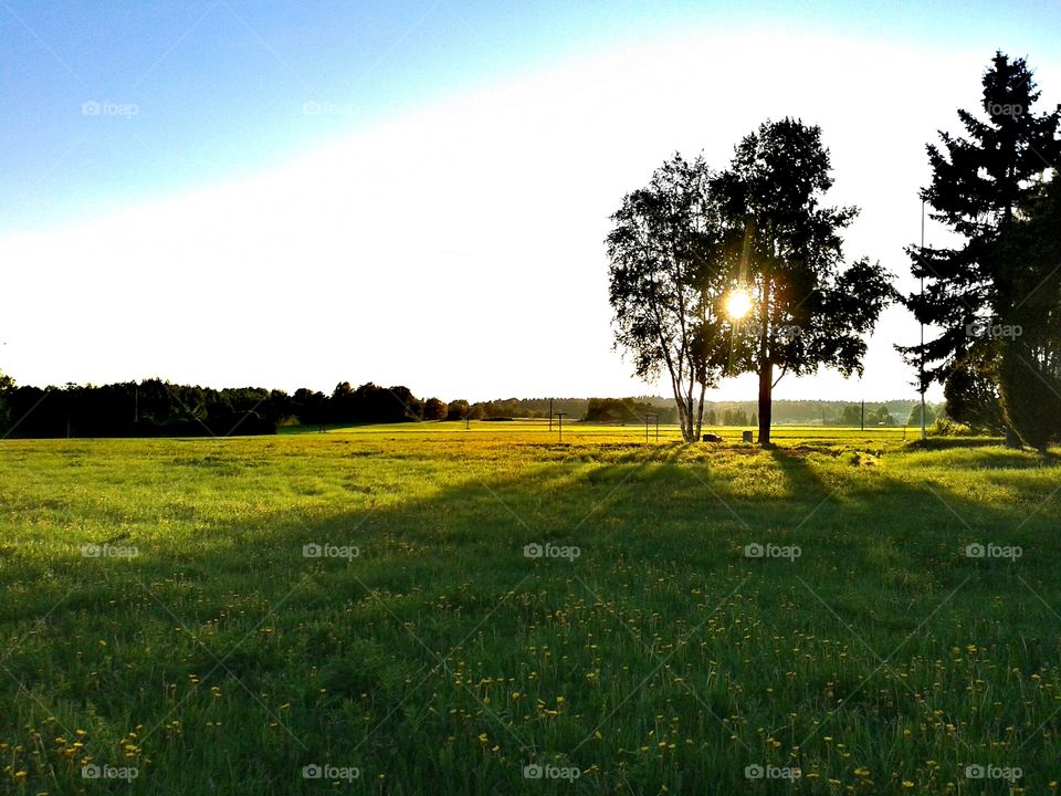 View of a grassy field