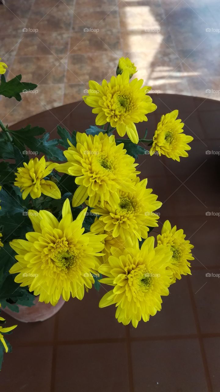 Kapuru Flowers