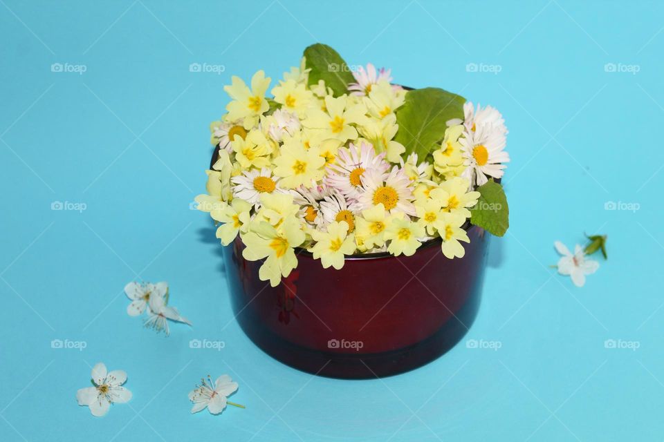 Red glass vase with first spring flowers,  Primula vulgaris, and daisies . Home decor with wildflowers