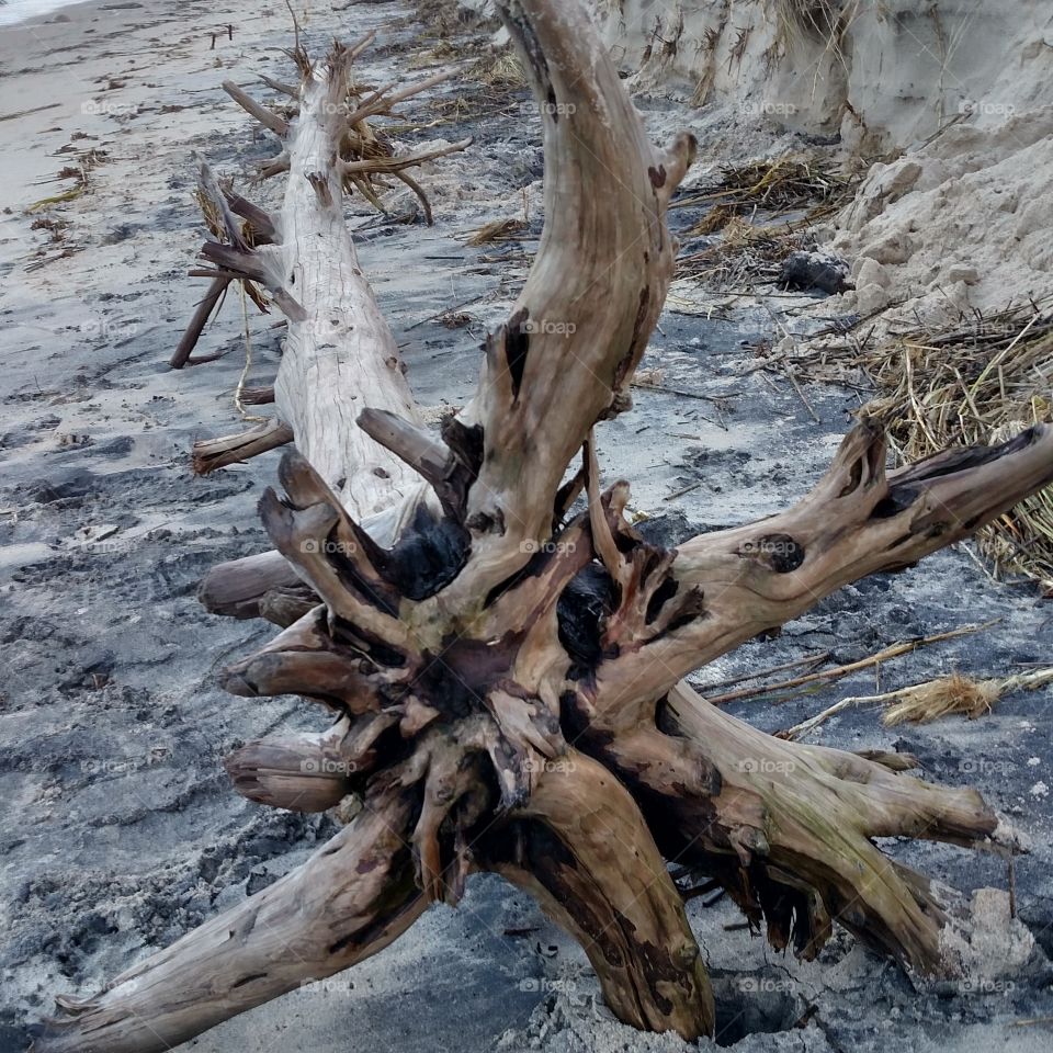 reminiscent of hurricane, driftwood ashore