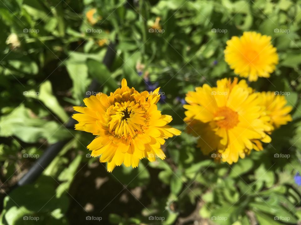 Yellow Marigold