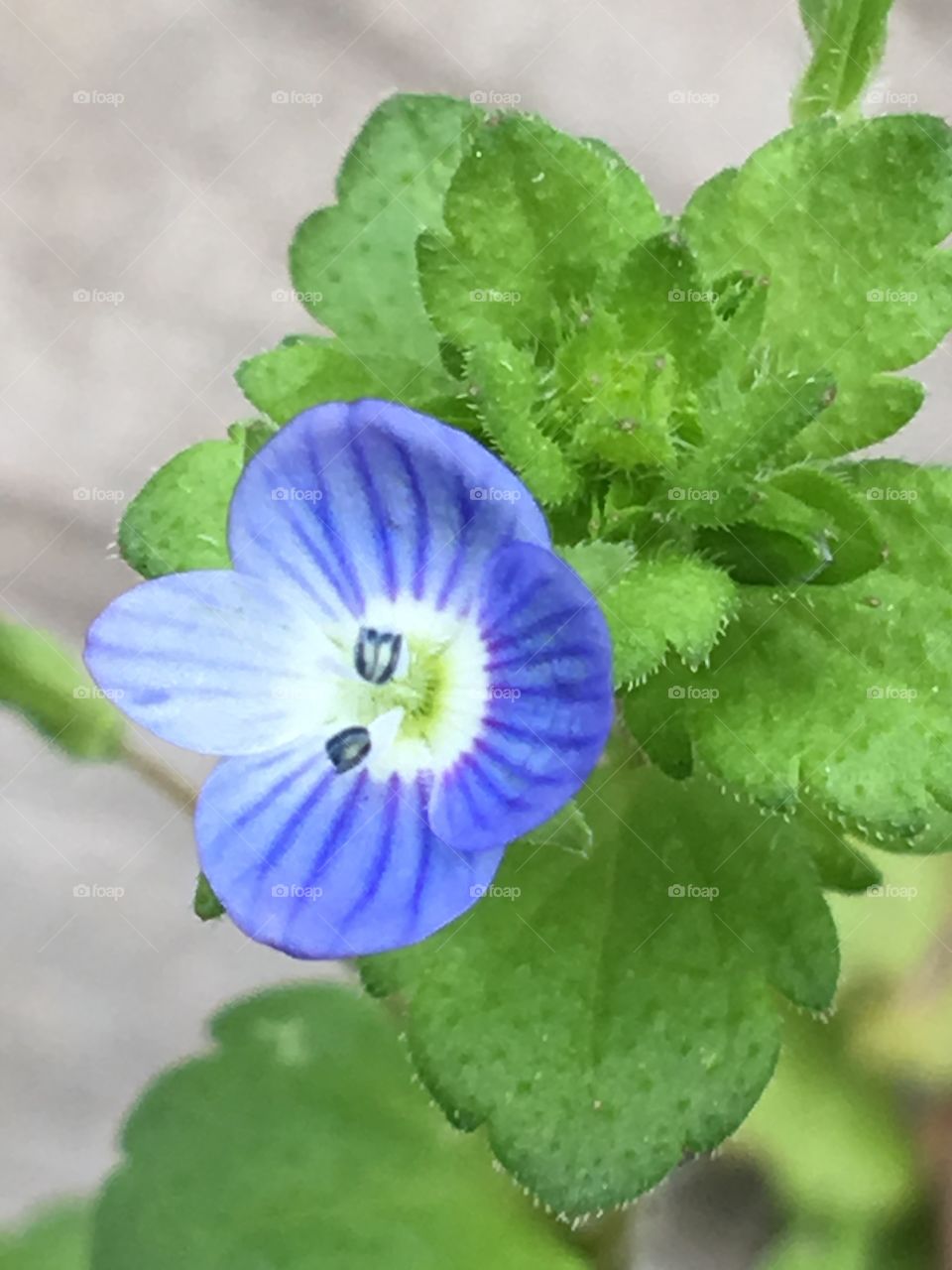Small little flower