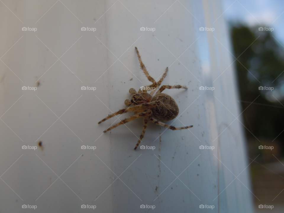 spider spindel by MagnusPm