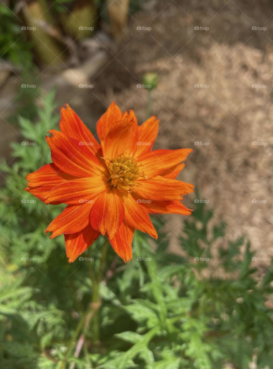 🌹 🇺🇸 Very beautiful flowers to brighten our day.  Live nature and its beauty. Did you like the delicate petals? / 🇧🇷 Flores muito bonitas para alegrar nosso dia. Viva a natureza e sua beleza. 