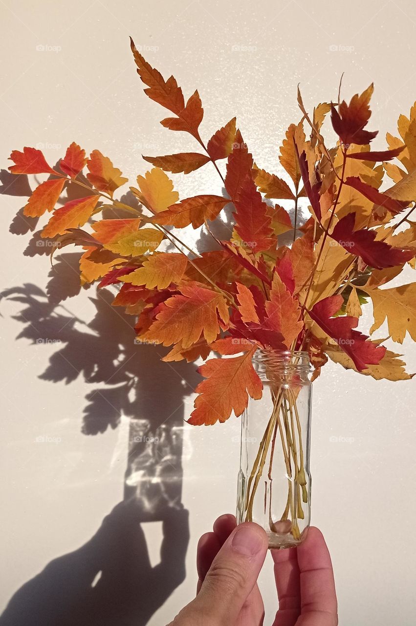 Autumn leaves in a jar with shadows