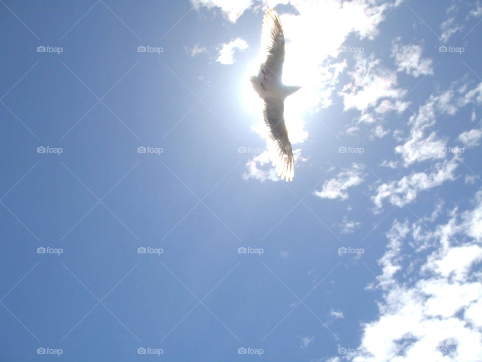 flying bird sunlight wings by bosk3270