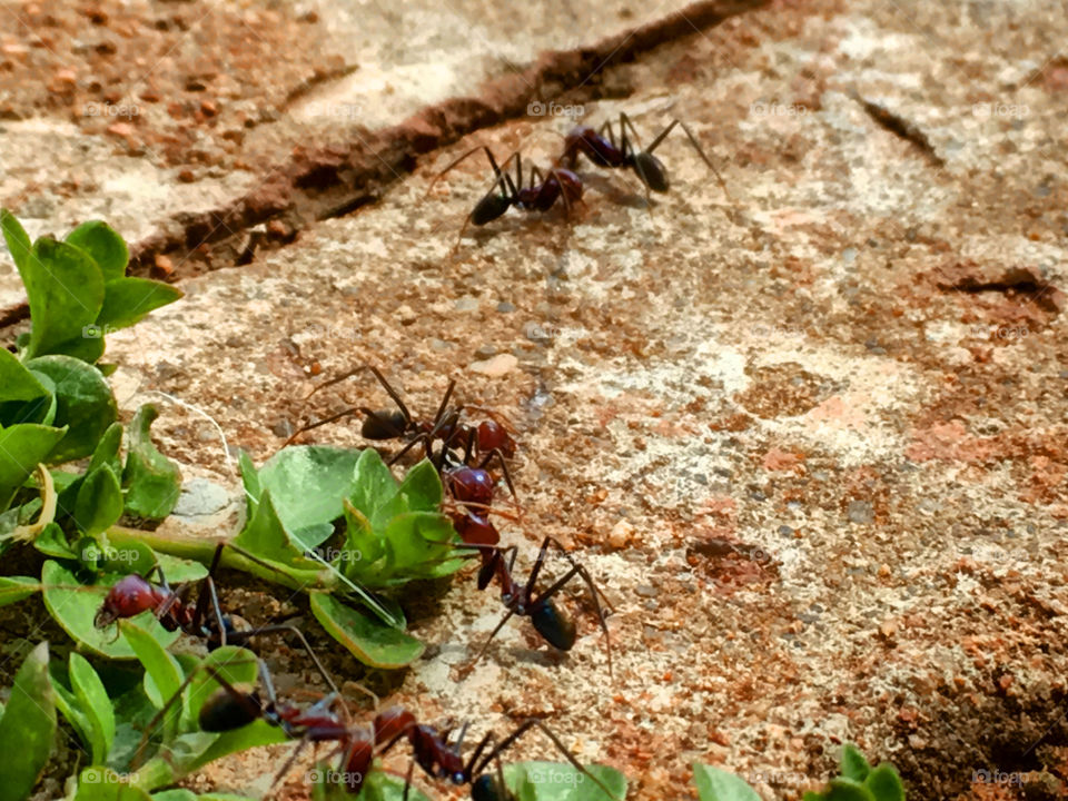 Worker ants on pavement weeds