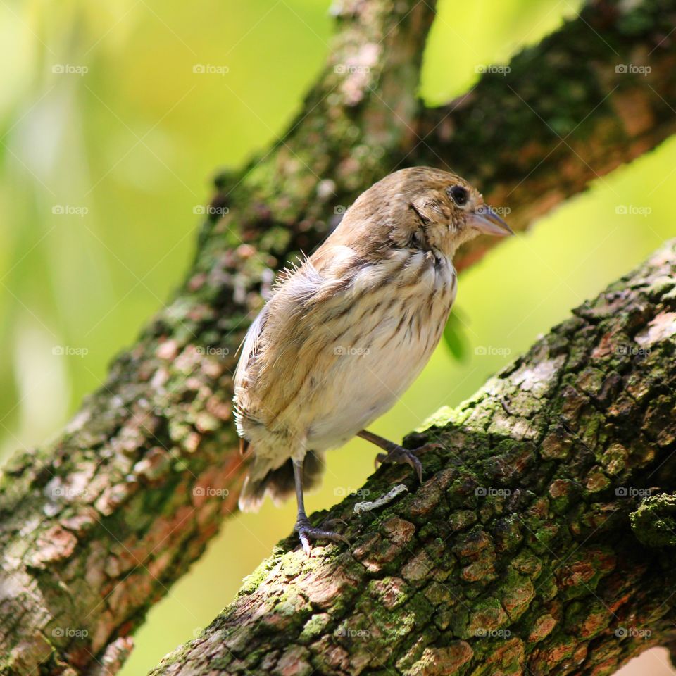 Close-up of sparrow perching on tree