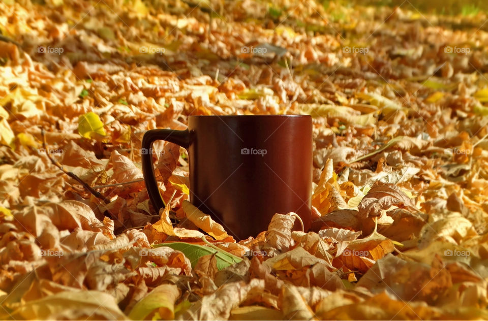 Autumn coffee time in the nature