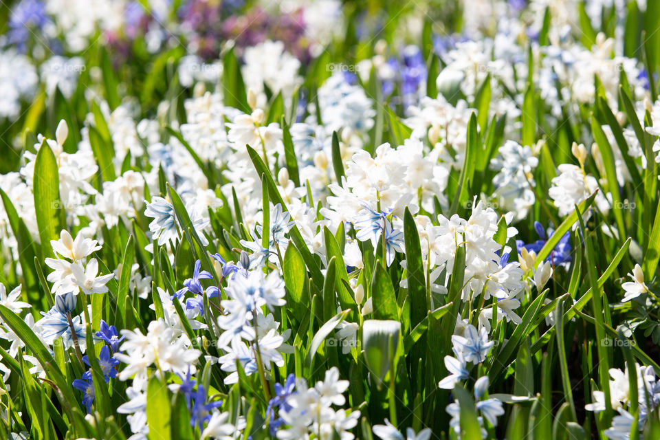 Field of blooming spring flowers in bright sunshine 