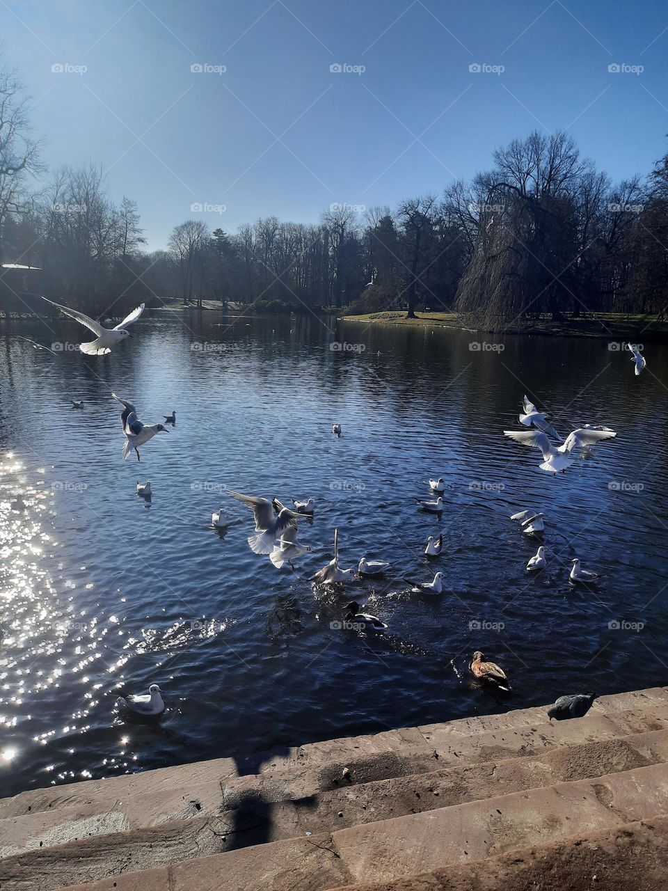 feeding birds in the park