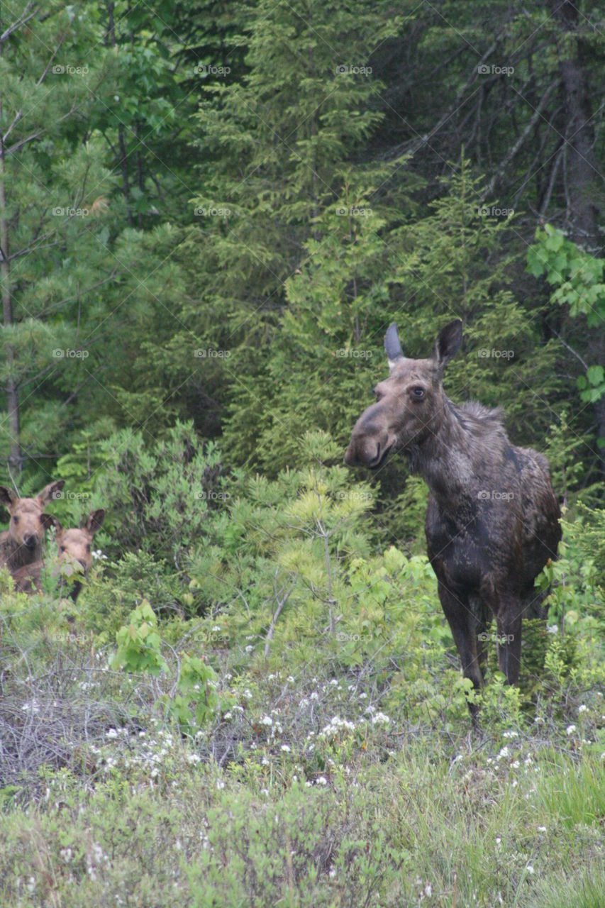 Maine moose and babies