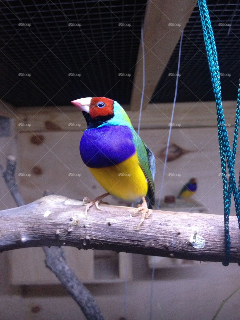 Gouldian Finch on a branch 