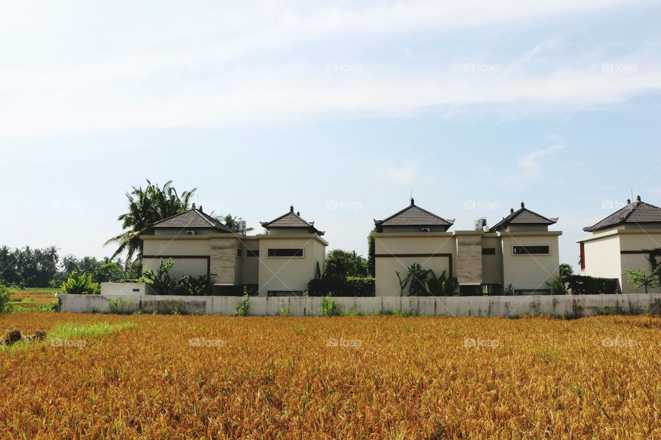 vacation house on the rice feild
