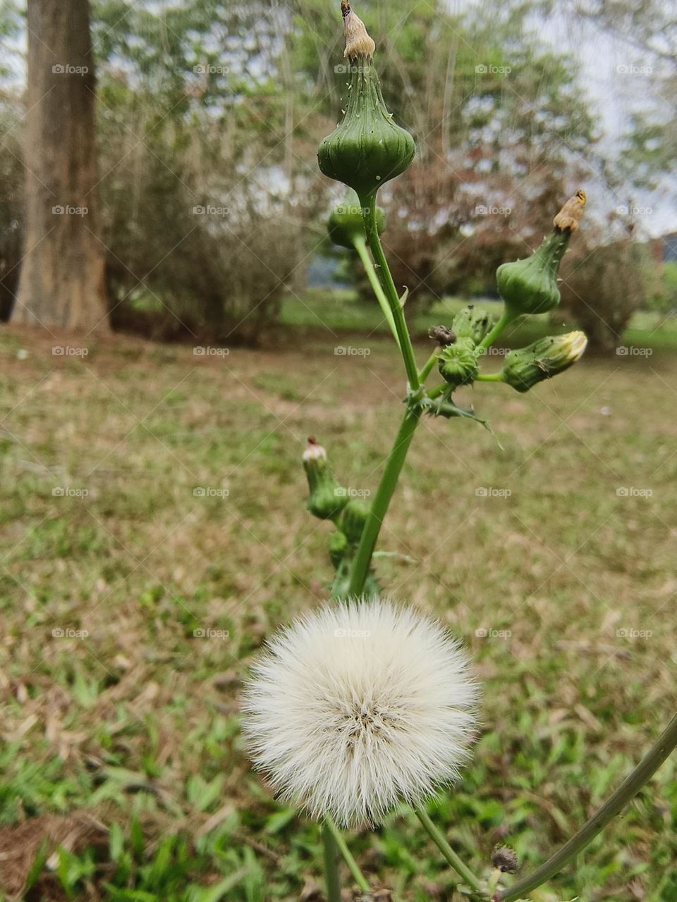 Brazilian Fireweed at Chulu Ranch in Beinan Township
