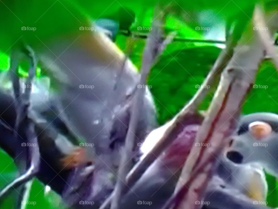 This is a very beautiful and very nice animal's on forest.