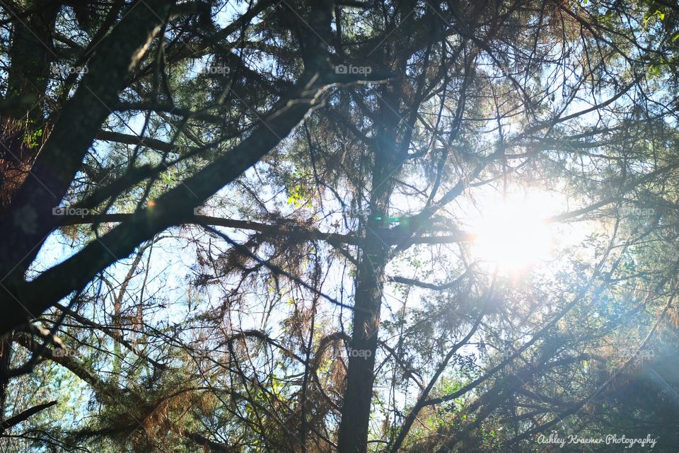 A sunbeam through the tree branches