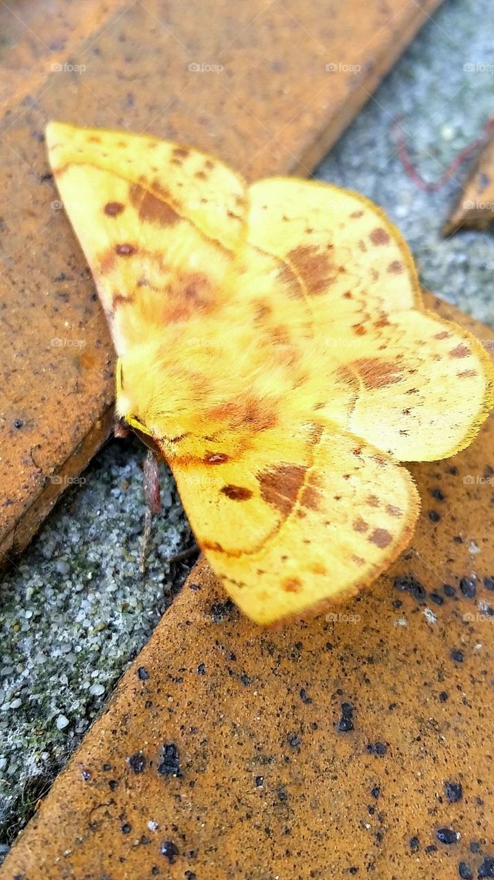Yellow Moth