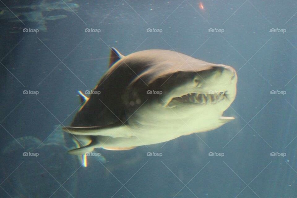 Shark 