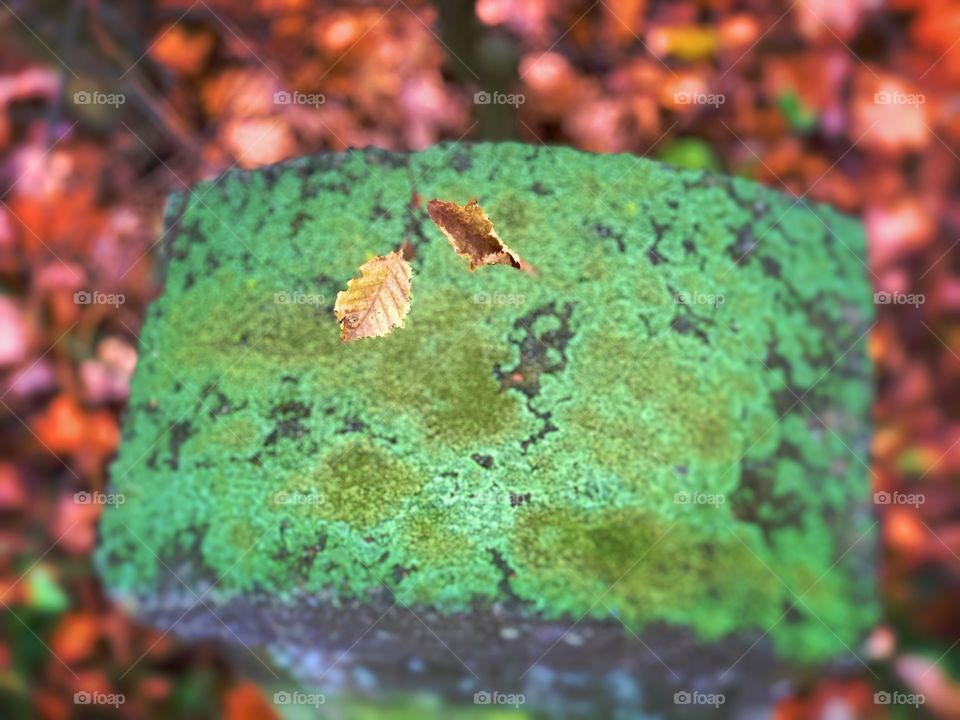 Stein Moos Fallendes Blatt 