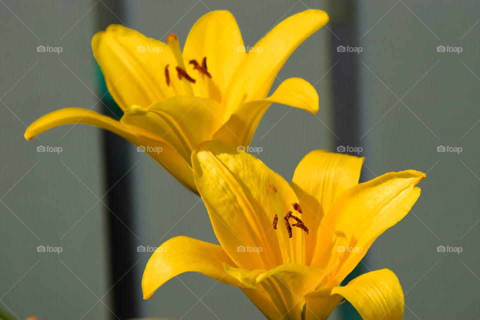 flower lily