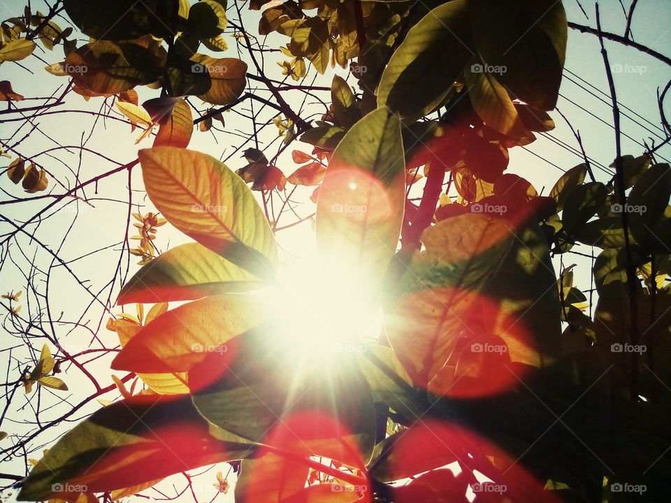 Sun Rays Coming inside A Tree
