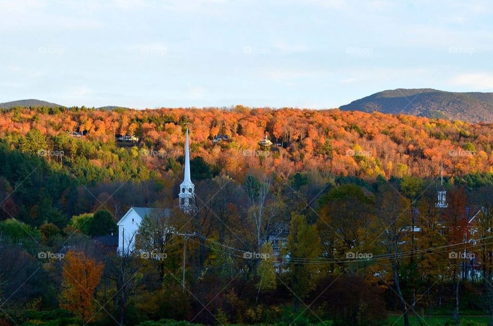 Stowe foliage 