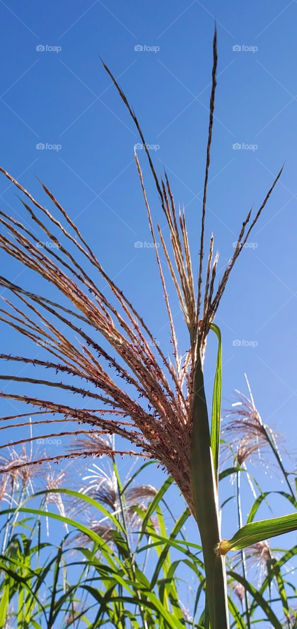 Ornamental Monster Grass bloom against the blue sunny sky. Perennial tall grass blooms in the Fall.