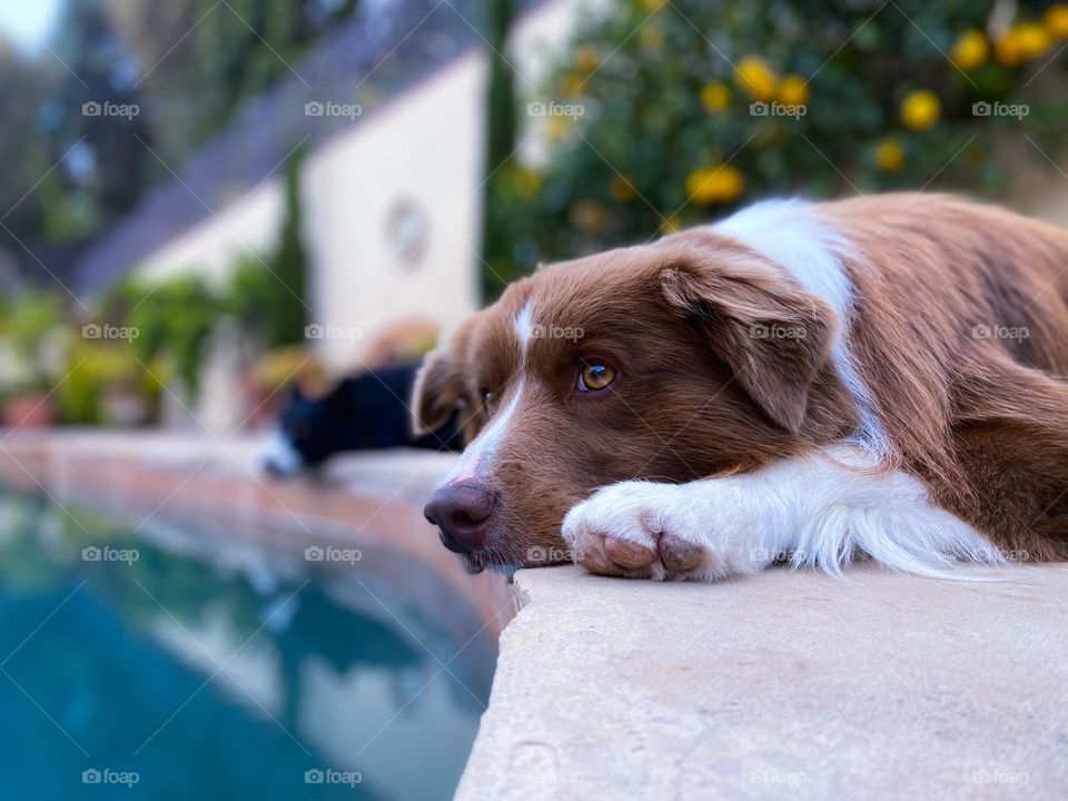 Tired border collie dog lying down next to a swimming pool