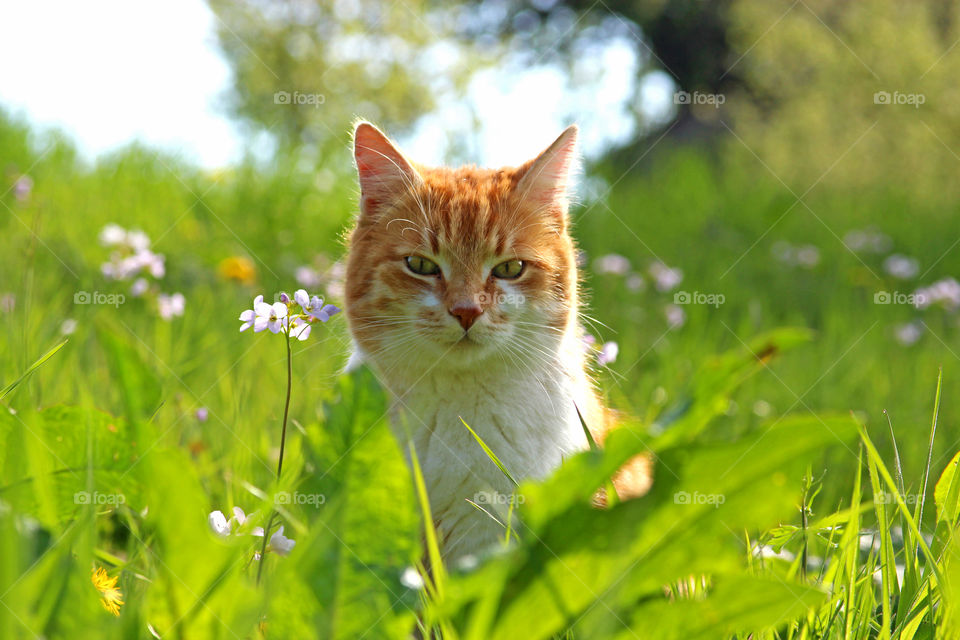 Portrait of a cat in meadow