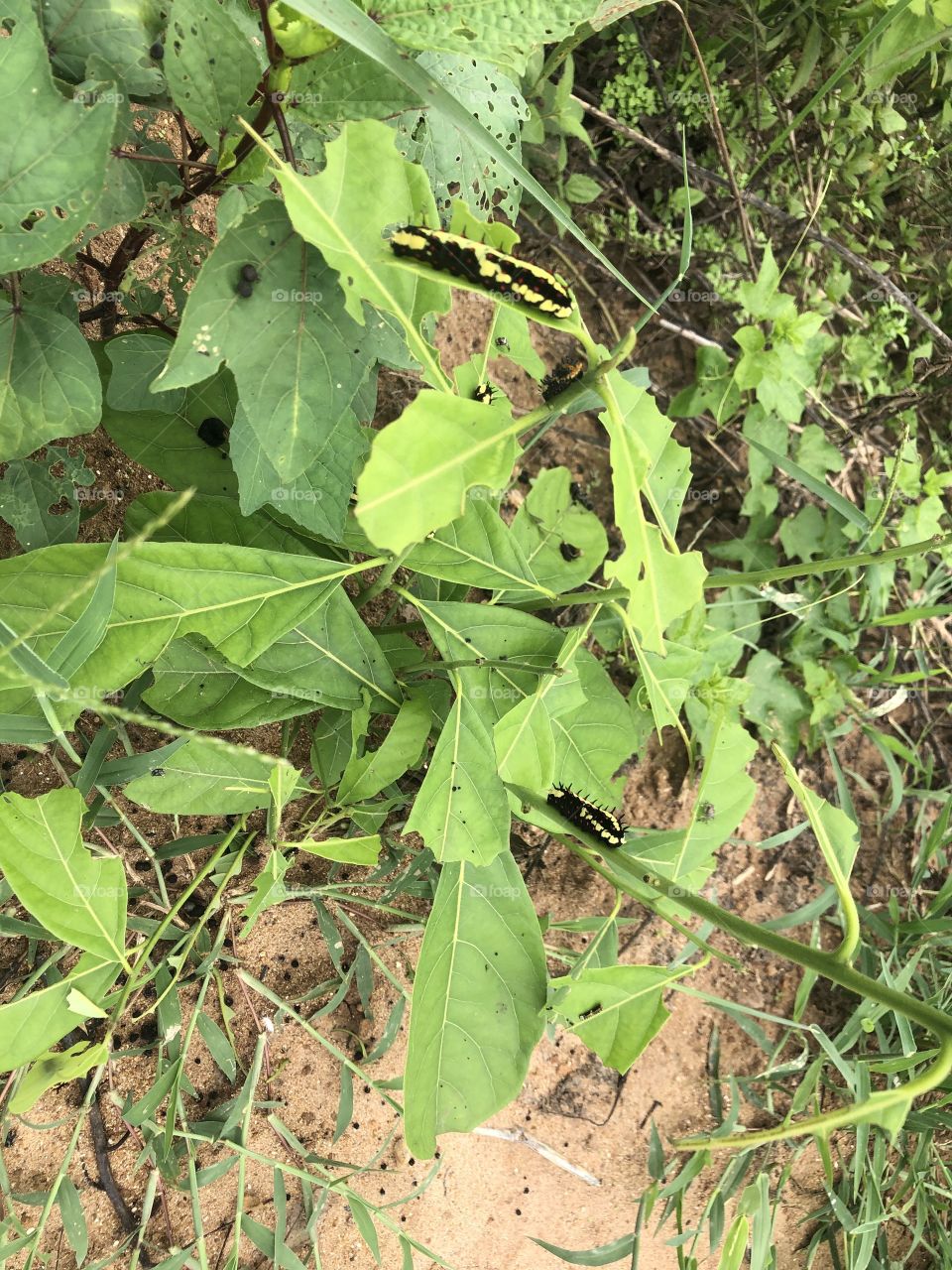 The signs of nature, without COVID-19 ( Thailand 🇹🇭