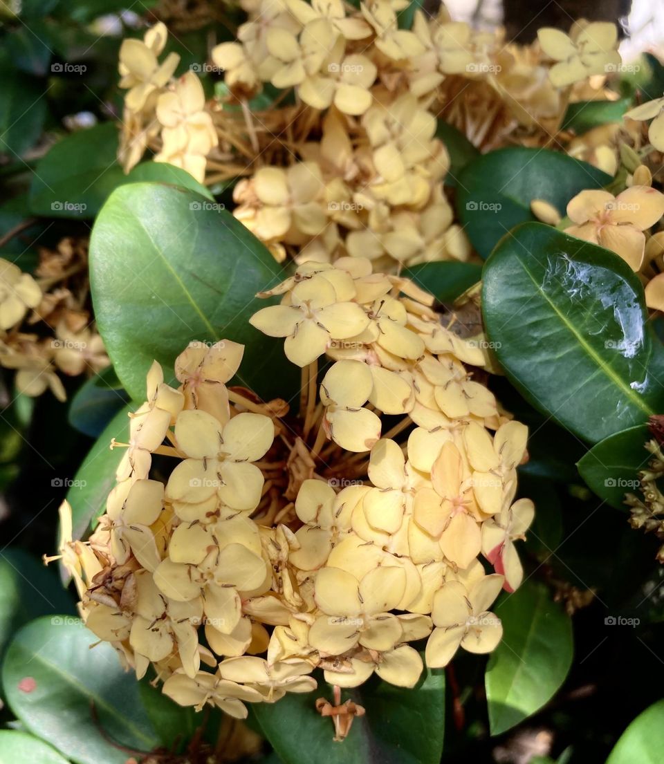 🌹 🇺🇸 Very beautiful flowers to brighten our day.  Live nature and its beauty. Did you like the delicate petals? / 🇧🇷 Flores muito bonitas para alegrar nosso dia. Viva a natureza e sua beleza. Gostaram das pétalas delicadas? 