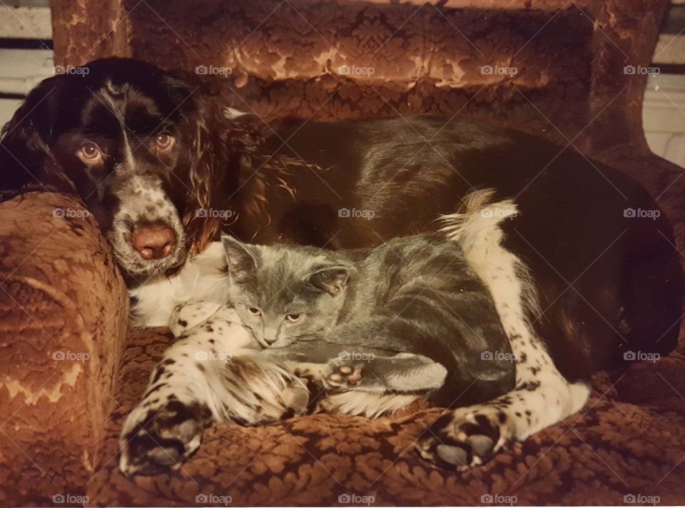 Kitten and spaniel are friends