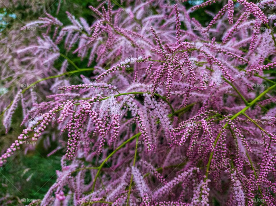 The multi-branched grebenshchik is a species of woody plants of the genus Grebenshchik of the Grebenshchikaceae family. Pink flowers on twigs.