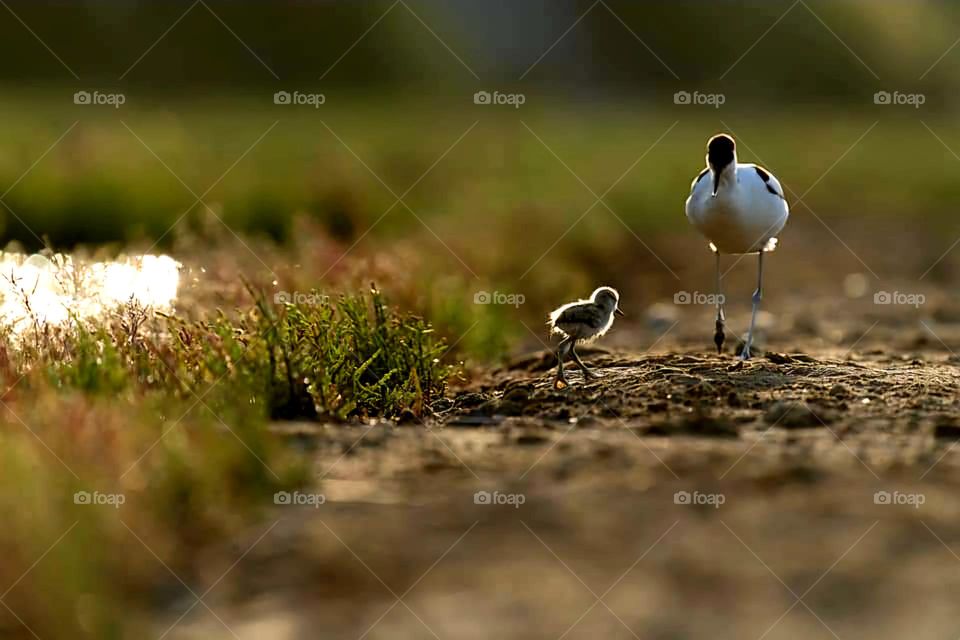 Bokeh effect close up on an Avocet and her chick which seem to be having a mother and child moment on the edge of the pond of Sarzeau