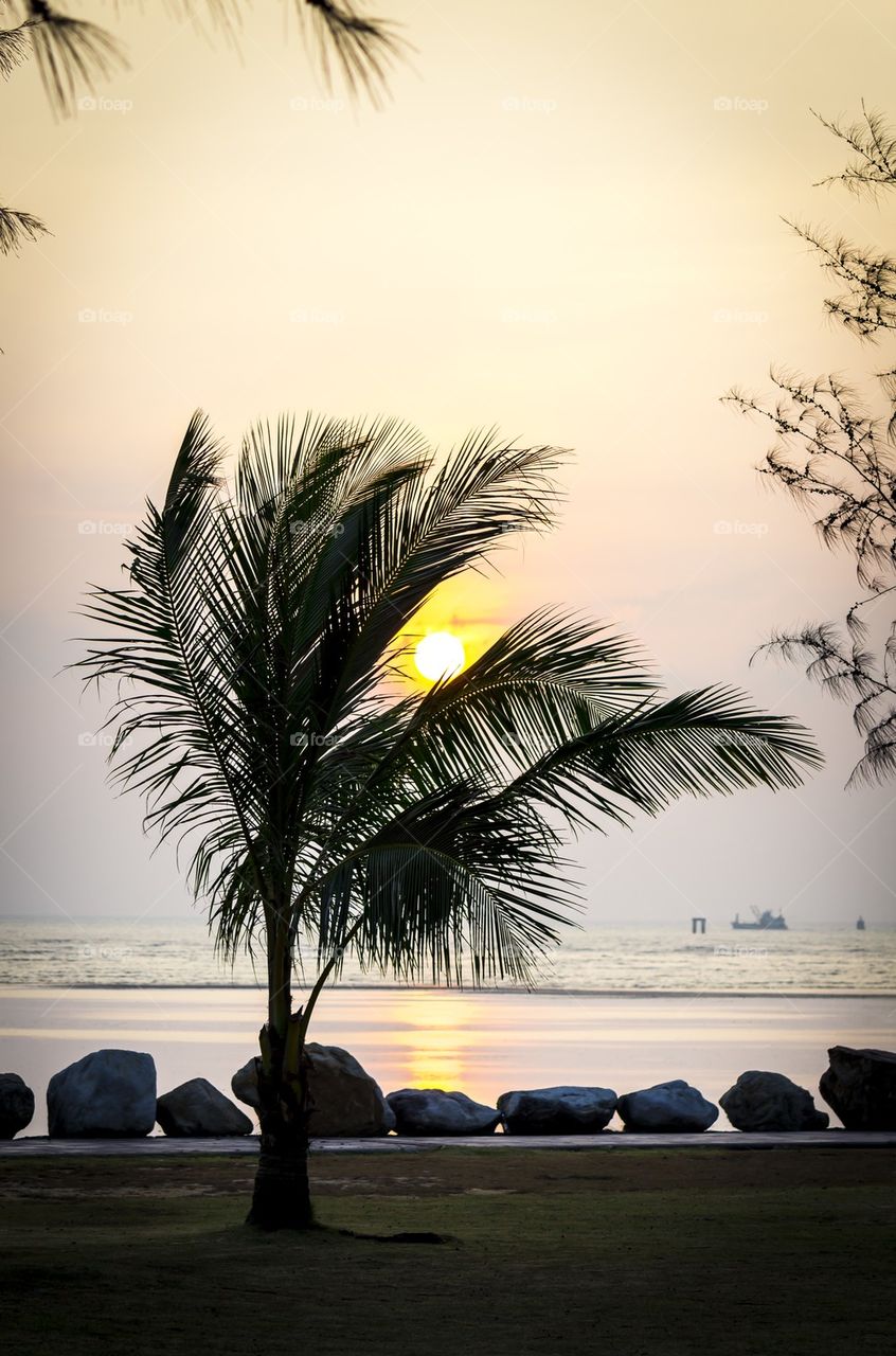 Sunset with Palm tree
