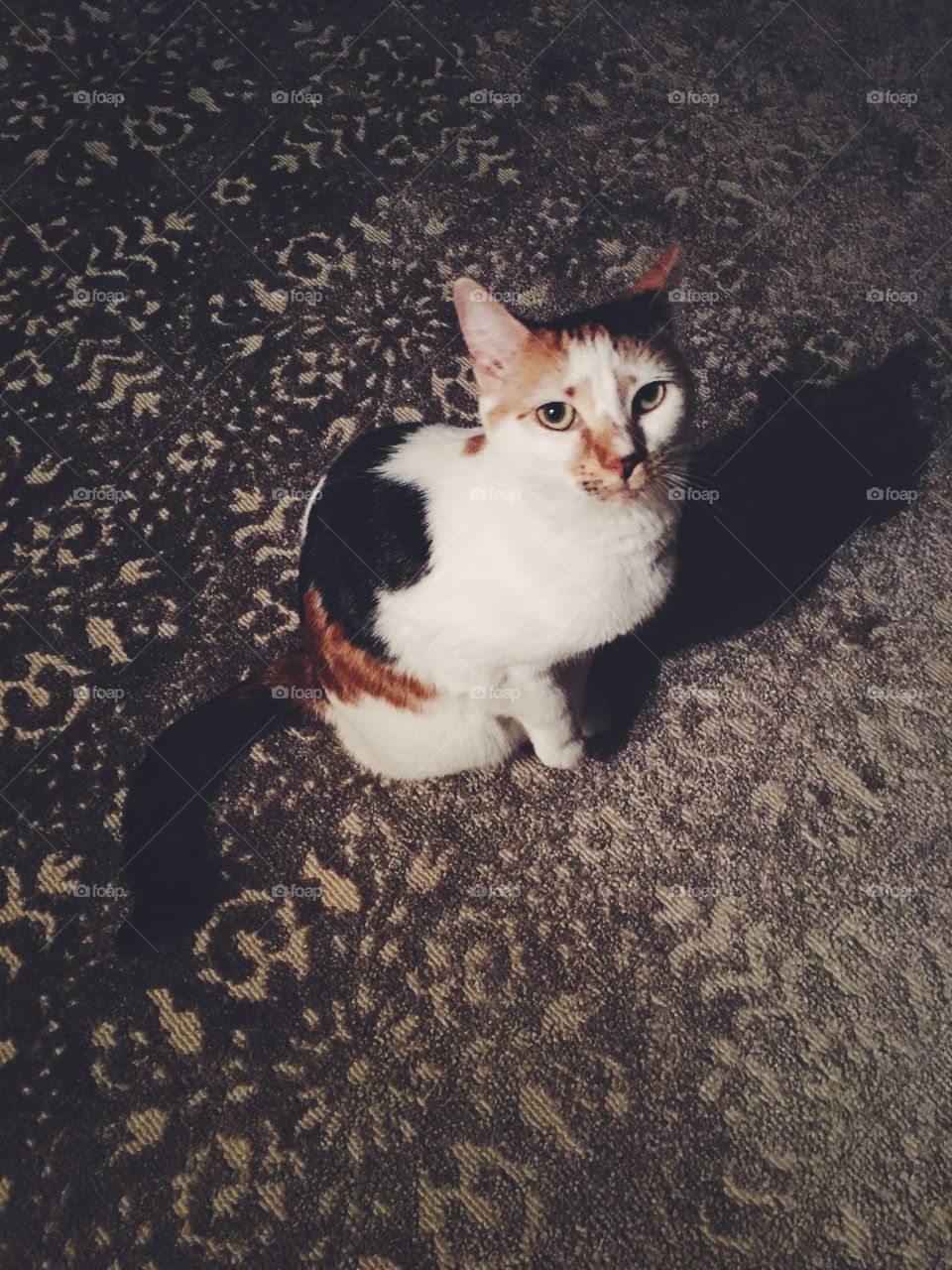 Sweet kitten on a rug. 