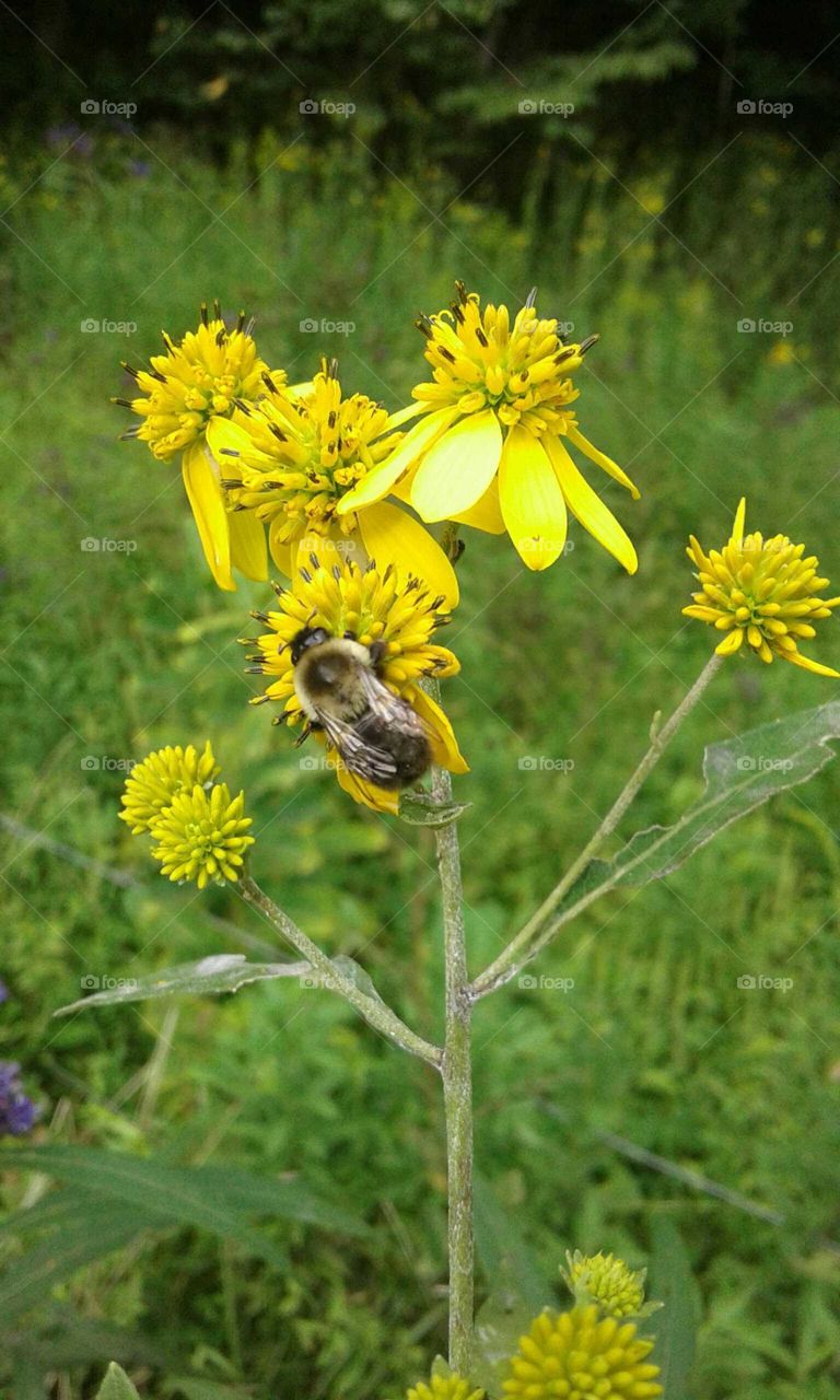 Wildflowers